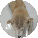 陳文輝 profile picture