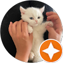 Joy Lin profile picture