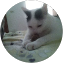小強 profile picture