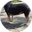 葉yaya profile picture