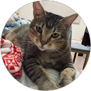 Cookie profile picture