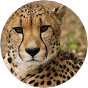 汪飛飛 profile picture
